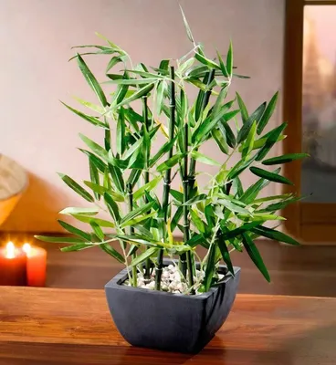 Комнатный бамбук — счастье и уют вашего дома