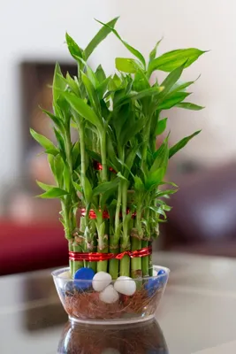 Комнатные и садовые растения Алматы on Instagram: \"✓В наличии бамбук  счастья. ‼️Бамбук по фен-шуй символ счастья и удачи. Комнатный бамбук  неприхотлив, но требует соблюдения довольно простых правил ухода за ним.  Прежде всего,