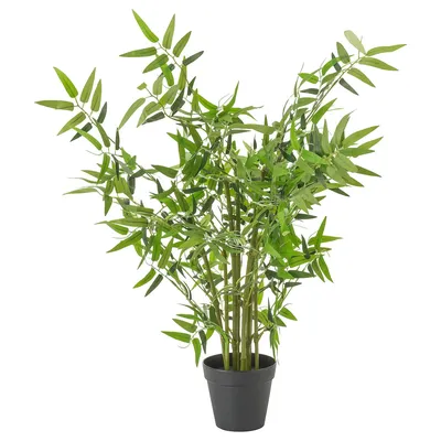 Драцена Сандера - «Самое неприхотливое и необычное растение у нас дома!» |  отзывы