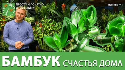 Искусственное растение в горшке IKEA FEJKA для дома/улицы комнатный бамбук  9 см 604.339.39 (ID#1907231789), цена: 255 ₴, купить на Prom.ua