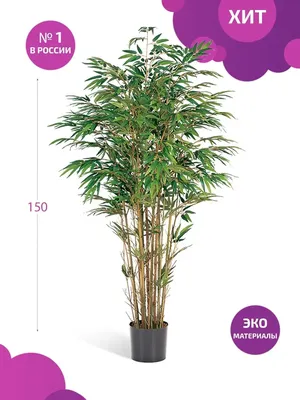 Бамбук счастья – купить в Королеве, цена 100 руб., дата размещения:  13.11.2023 – Растения и семена