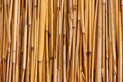 Драцена сандера или бамбук счастья – Особенности ухода в домашних условиях