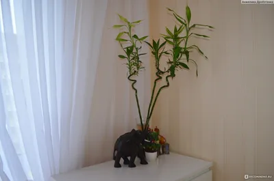 Бамбук счастья Lucky bamboo: №111377922 — комнатные растения в Алматы —  Kaspi Объявления