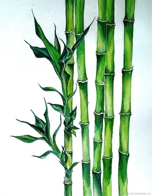 Рисунки бамбука - 72 фото