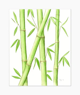 бамбук | Китайская живопись, Рисунок тушью, Японская живопись