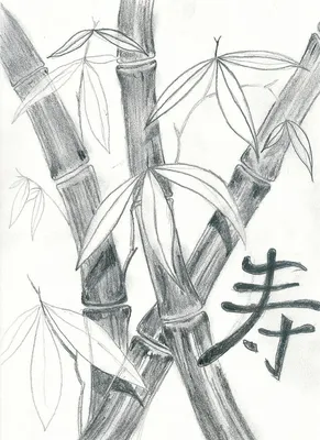 Рисунки бамбука для срисовки - 40 фото