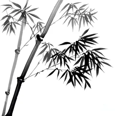 Бамбук Портативная сетевая графика графика, бамбук, бамбук, рисунок png |  PNGEgg