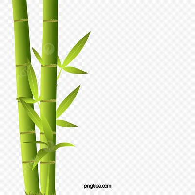 акварельный бамбук с листьями Стоковое Изображение - изображение  насчитывающей востоковедно, японско: 218647493