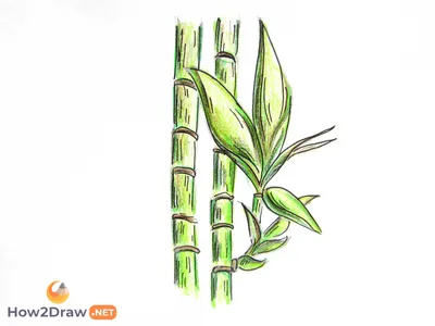 Как нарисовать бамбук карандашами: 3 пошаговых урока