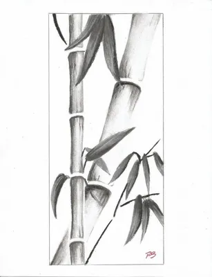 Бамбук рисунок карандашом - 62 фото