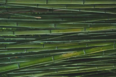 Бамбук, Вьетнам - Скачивайте Из Более Чем 58 Миллионов Стоковых Фото,  Изображений и Иллюстраций высокого качества. изображение: 9059197… |  Bamboo, Vietnam, Tropical