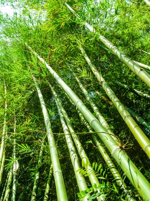 Бамбук r стоковое изображение. изображение насчитывающей листво - 150693471