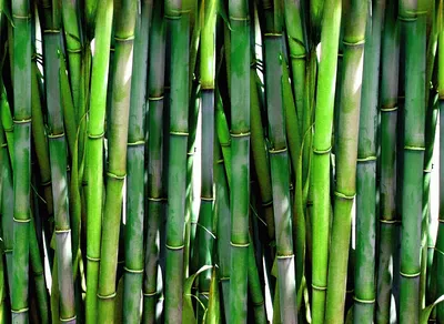 Купить Искусственное растение бамбук, декоративное дерево, куст, цветок  напольный высокий для декора интерьера, в белом кашпо 140 см по выгодной  цене в интернет-магазине OZON.ru (723211322)