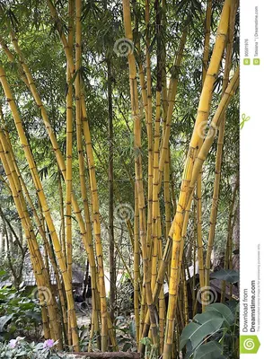 Бамбук r стоковое фото. изображение насчитывающей клен - 151580176