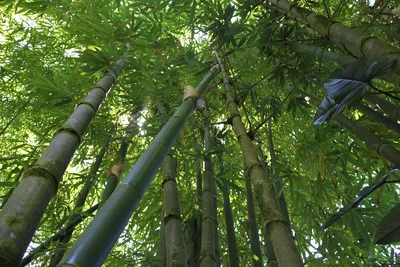 Бамбуковые канавки высокого качества | AliExpress
