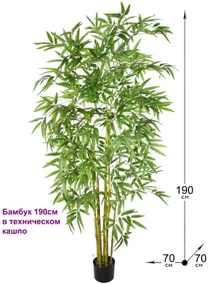 Бамбук Lucky Bamboo 50 в Евроопт