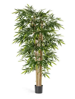 Дерево Бамбук Новый Японский Элегант размер 180 см от фабрики TREEZ Бельгия  - TZ.PL.TR.114 купить | Neopolis Casa