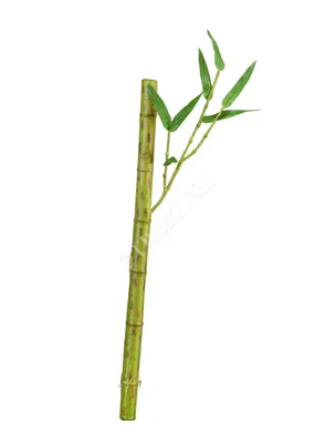 Бамбук стебель длинный св.зелёный с веточкой 30.0611073LG – купить в Москве