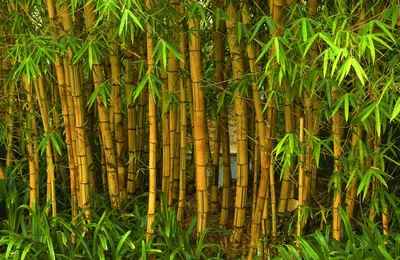 Бамбук - купить вазон с доставкой. Цена, фото, отзывы | Ukraineflora