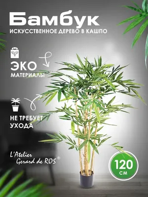 Бамбук (Bambusa phyllostachys nigra) Купить в Симферополе | Садовый центр  Фрея, Крым