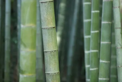 Бамбук-лаки купить в оранжерее Биолит