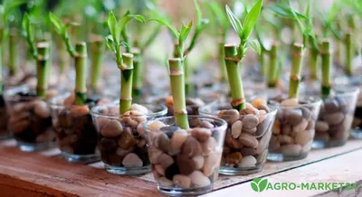 Бамбук Lucky Bamboo 50 в Евроопт