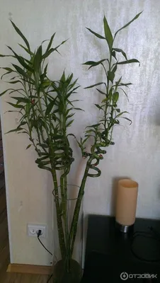 Купить Декоративное растение \"Бамбук\" по выгодной цене в интернет-магазине  OZON.ru (161381596)