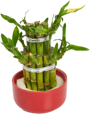 Комнатный бамбук не имеет ничего общего с дикорастущим азиатским  травянистым растением, о котором мы привыкли слышать... | ВКонтакте
