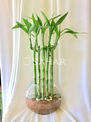 Драцена Бамбук (Dracaena sanderiana) 25 см - купить в Минске с доставкой,  цена и фото в интернет-магазине Cvetok.by