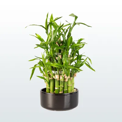 Лаки бамбук”ПИРАМИДА”(3кол)раст.в горшке