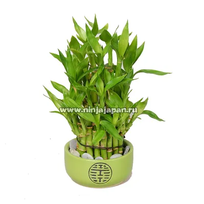 КУПИТЬ БАМБУК УДАЧИ В МОСКВЕ, DRACENA PYRAMIDE, BAMBOO LUCKY, КУПИТЬ БАМБУК  ЛАКИ, ДРАЦЕНА САНДЕРА КУПИТЬ В МОСКВЕ, КОМНАТНЫЙ БАМБУК В ГОРШОЧКЕ, БАМБУК  ЛАКИ КУПИТЬ В МОСКВЕ.