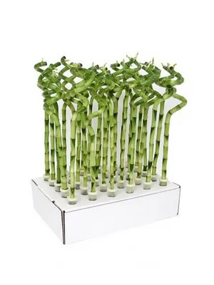 Бамбук Лаки спираль в пробирке - купить, цена, отзывы в интернет-магазине  комнатных растений.