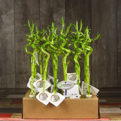 Бамбук Лаки спираль - цена, купить комнатные растения с доставкой в Москве  - магазин ПРОСТОЦВЕТЫ
