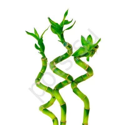 Бамбук Лаки (Lucky Bamboo) Dracaena Sanderiana