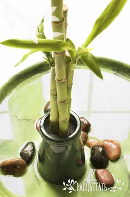 Бамбук Lucky Bamboo 50 в Евроопт