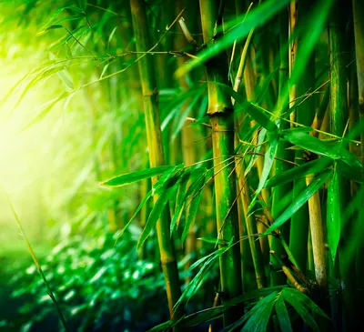 бамбуковые обои, древесина, бамбук, бамбуковый лес фон картинки и Фото для  бесплатной загрузки