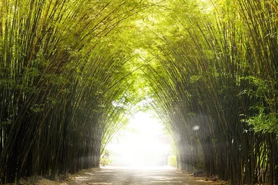 Anything Bamboo! | Бамбук обои, Бамбук, Обои фоны