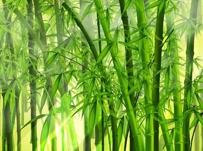 Бамбуковые обои стоковое изображение. изображение насчитывающей климат -  43925375