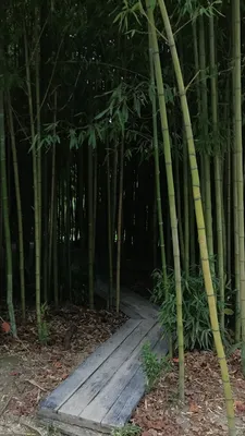 Когда бамбук вовсе не пустой. Восемь причин присмотреться к бамбуковым  обоям | Школа дизайна интерьеров Катерины Дубровской | Дзен
