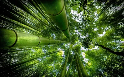 Бамбук | Обои фоны, Сочи, Фэнтези