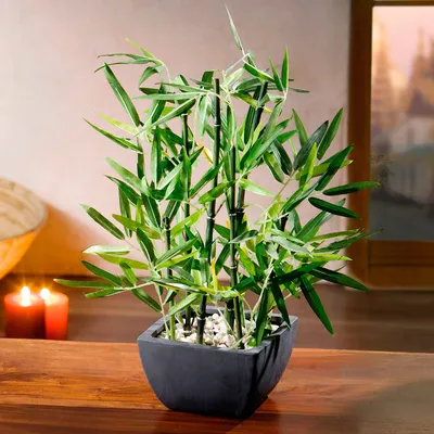 Бамбук комнатный - Dracaena Sanderiana. Уход за бамбуком, выращивание.
