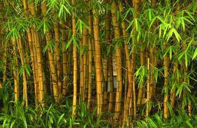 Бамбук Phyllostachys Aurea - Садовый центр Кипарис