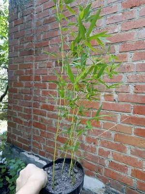 Бамбук Fargesia murielae 'Jumbo'