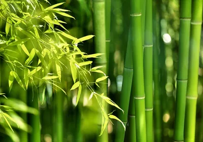 Бамбук (Филлостахис) чорний (Bambusa (Phyllostachys) - купить в Украине