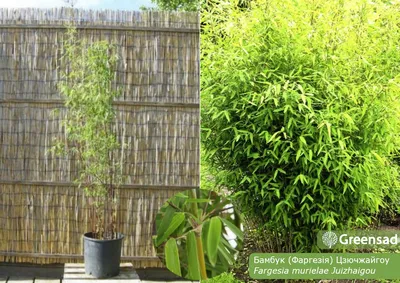 Новости - Бамбук Phyllostachys Aurea