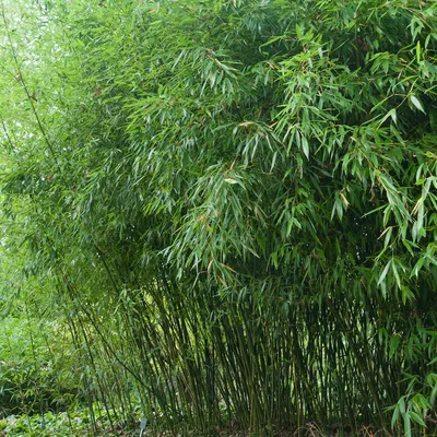 Бамбук (Фаргезия) купить в Киеве недорого, цена — Садовый Центр Greensad