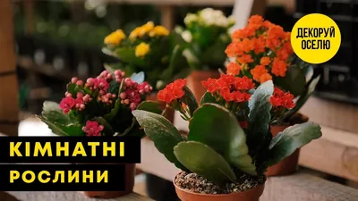 Бамбук садовий Fargesia rufa МОРОЗОСТІЙКИЙ - docom.com.ua
