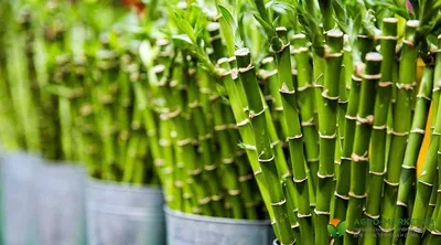 Бамбук (Bambusa phyllostachys nigra) Купить в Симферополе | Садовый центр  Фрея, Крым