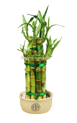 Драцена Сандера «Lucky Bamboo», 1 стебель - Botanic Craft | Цветы и  растения в Хабаровске