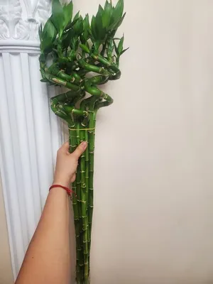 Бамбук счастья Lucky bamboo: №111377922 — комнатные растения в Алматы —  Kaspi Объявления